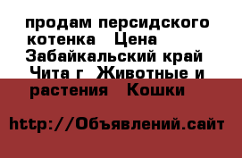 продам персидского котенка › Цена ­ 500 - Забайкальский край, Чита г. Животные и растения » Кошки   